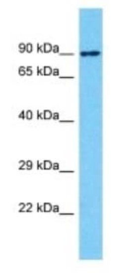 NBPF1 Rabbit anti-Human, Polyclonal, Novus Biologicals 100 &mu;g | Buy Online | Novus Biologicals | Fisher Scientific